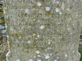 image of grave number 778241